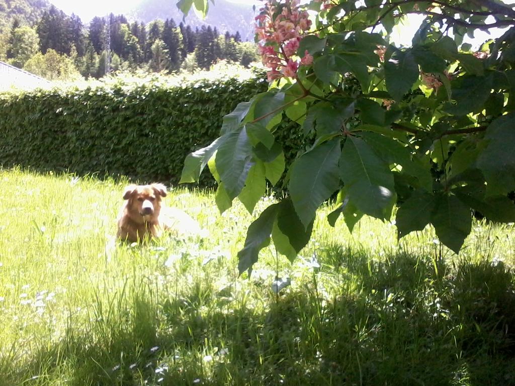 Ferienwohnung Am Pflanzgarten Ebensee Bagian luar foto